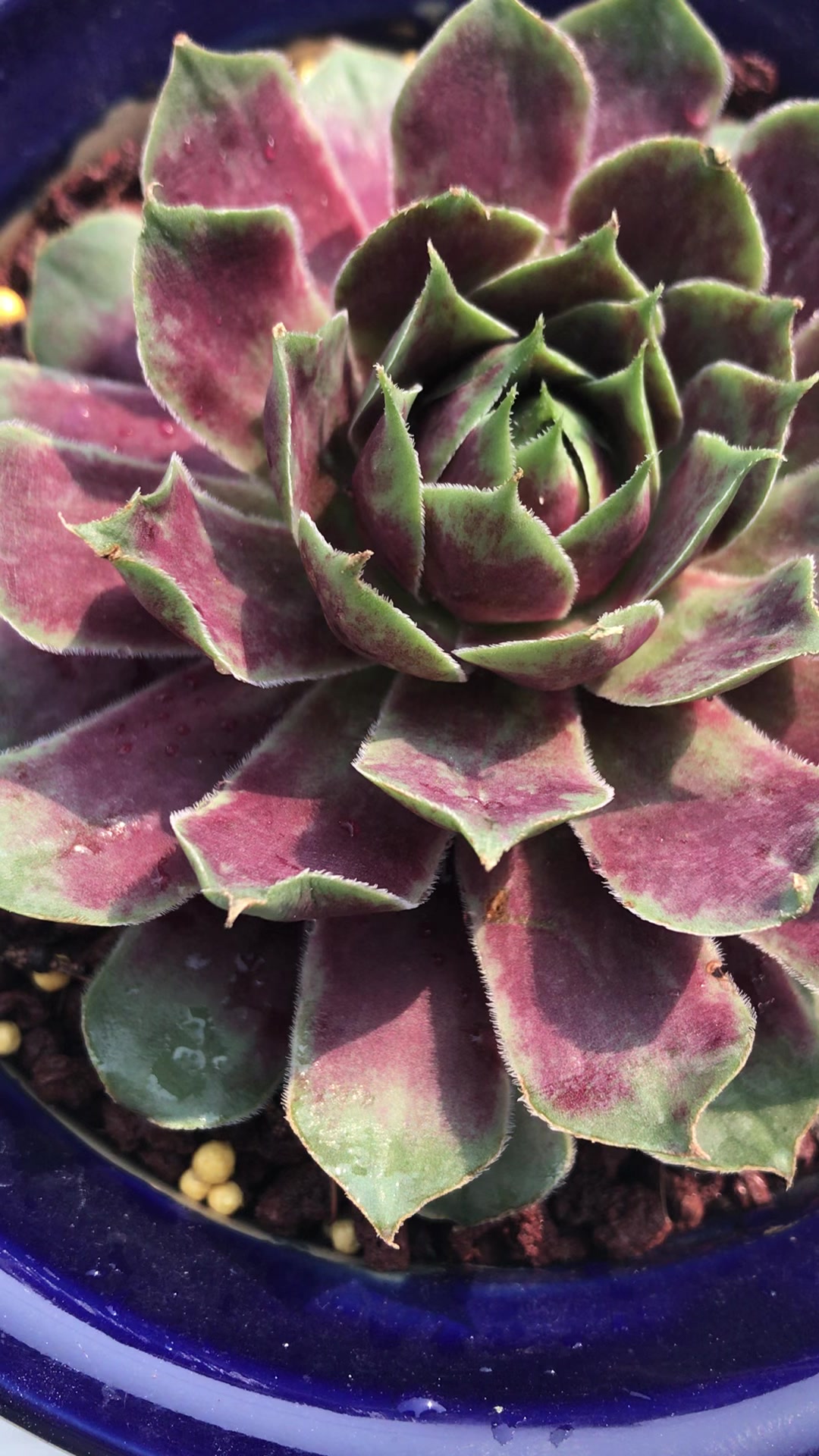 景天科长生草属多肉植物紫牡丹