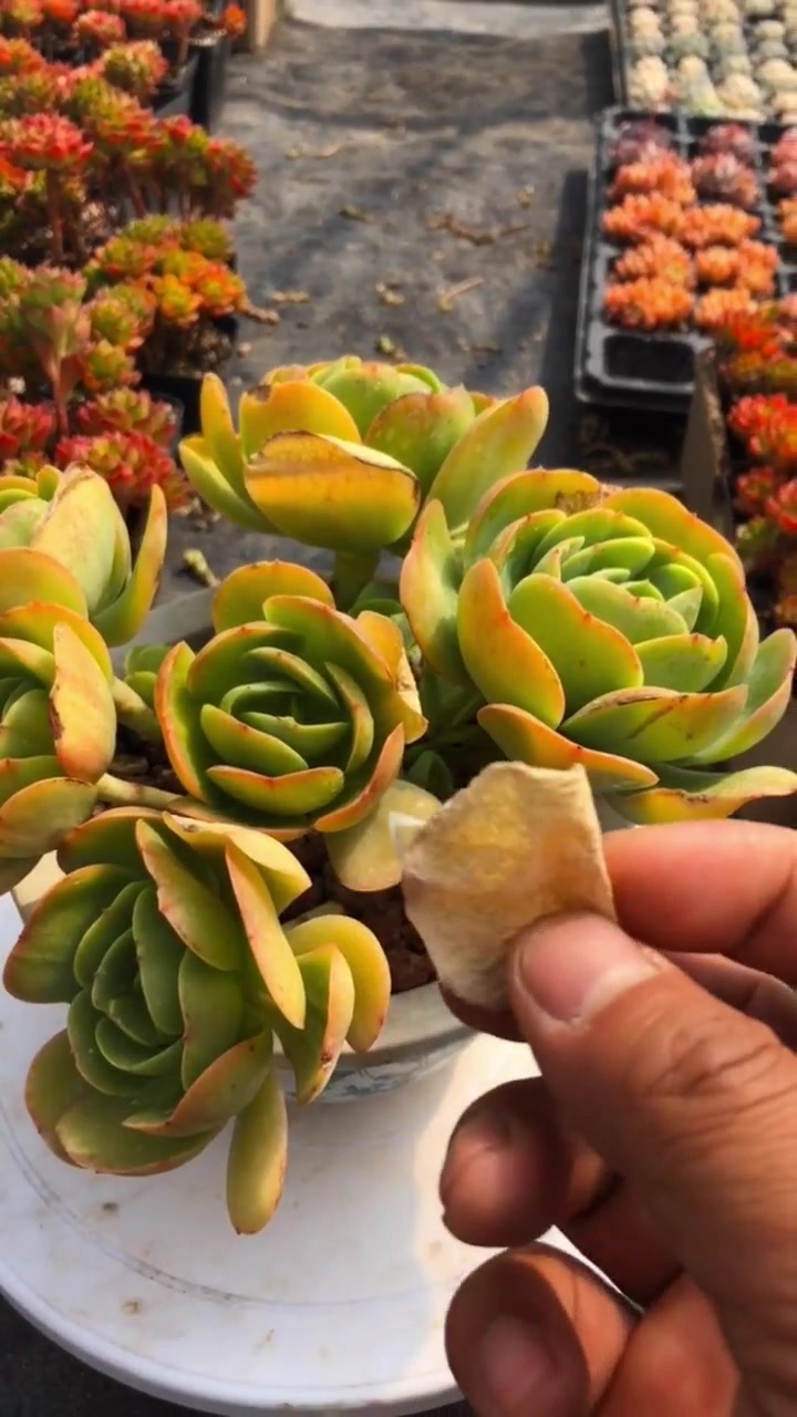 养花教程,多肉植物出现叶片枯萎,先别担心 处理方法很简单