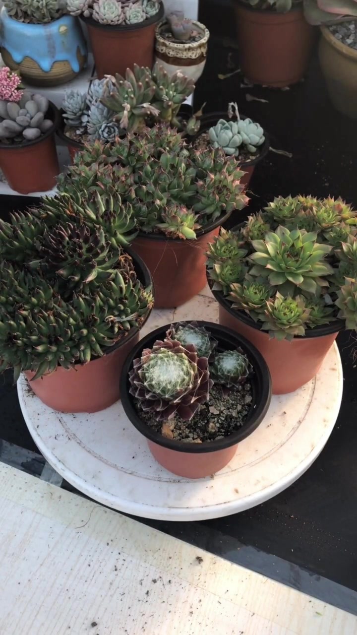 养花日记,这4款长生草类的多肉,个个独特