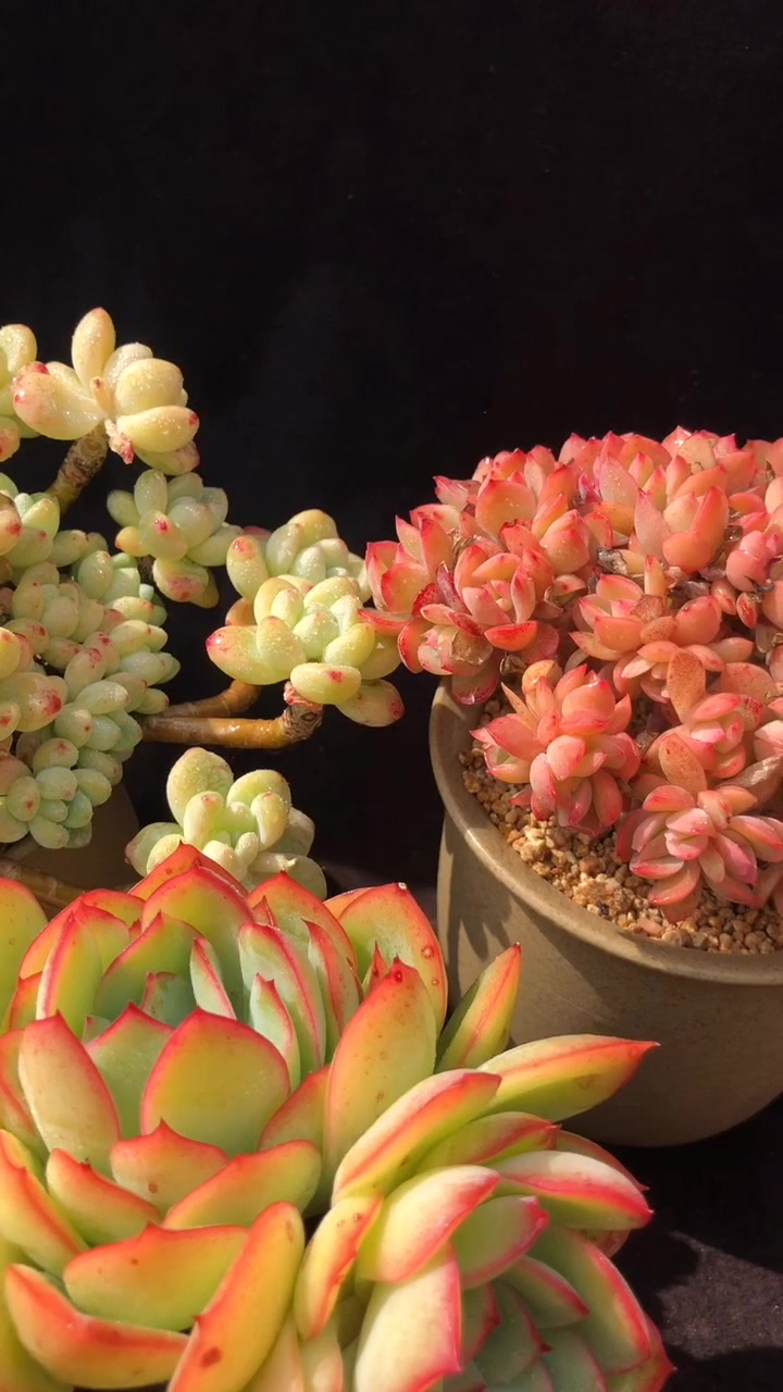 春天注定属于多肉,罗琦,晨露,绮罗美丽绽放