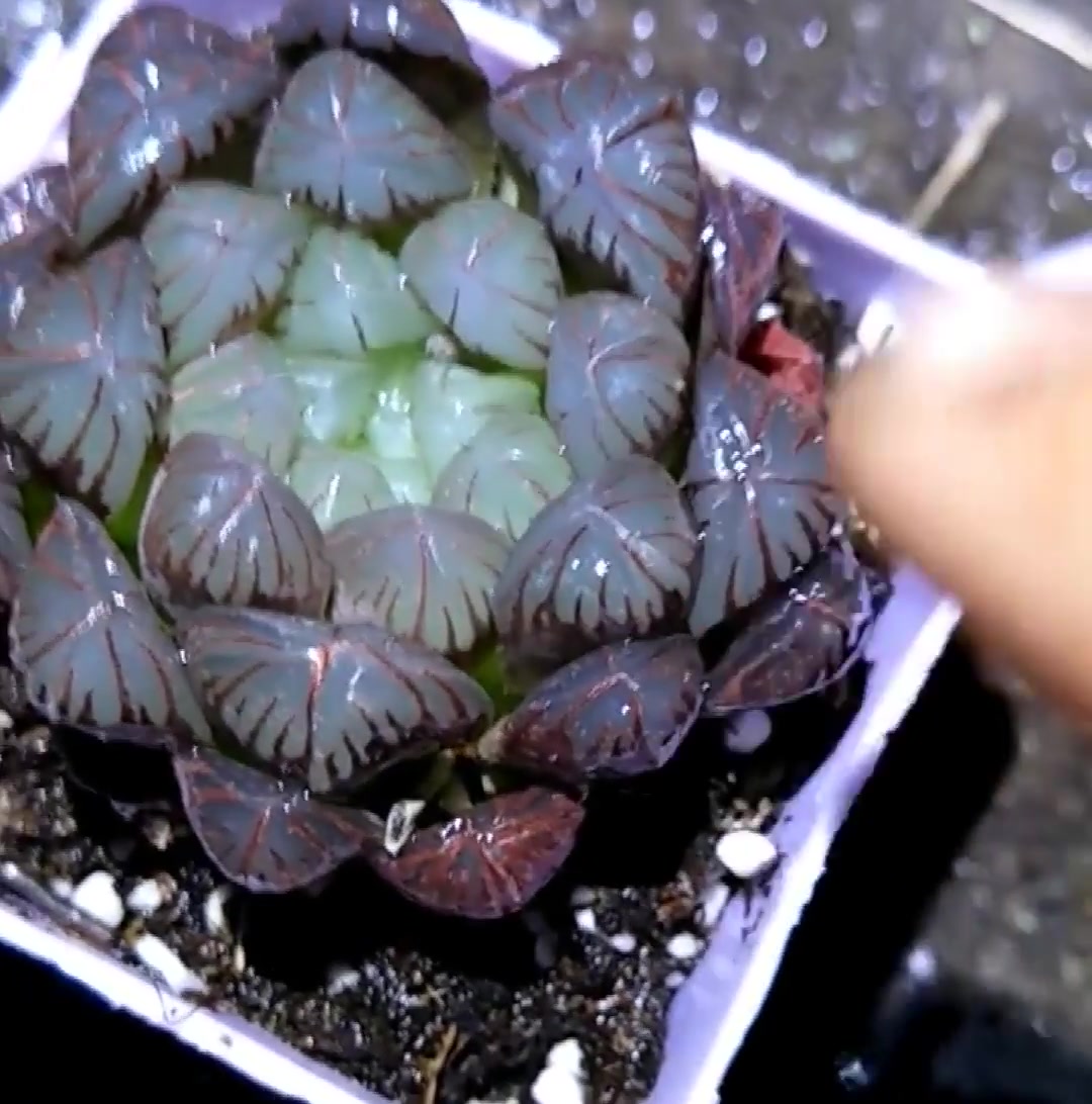 多肉植物:ob冰灯雨露,如果叶片发黑发软,这样做分分钟解决!