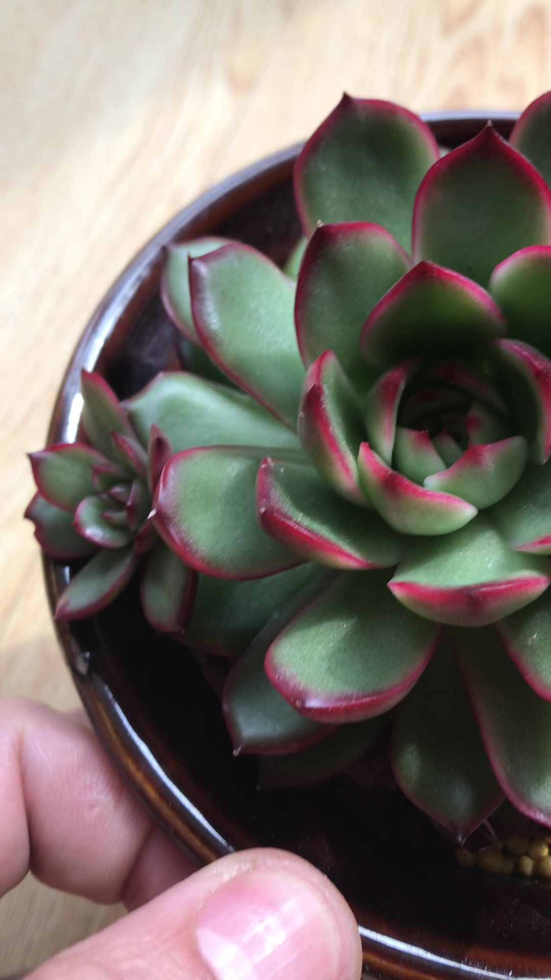 景天科拟石莲花属多肉植物 保利安娜