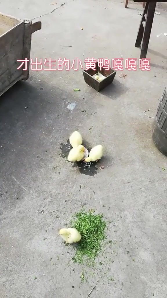 有趣表情包:小黄鸭小时候都长这样,有点萌鸭!