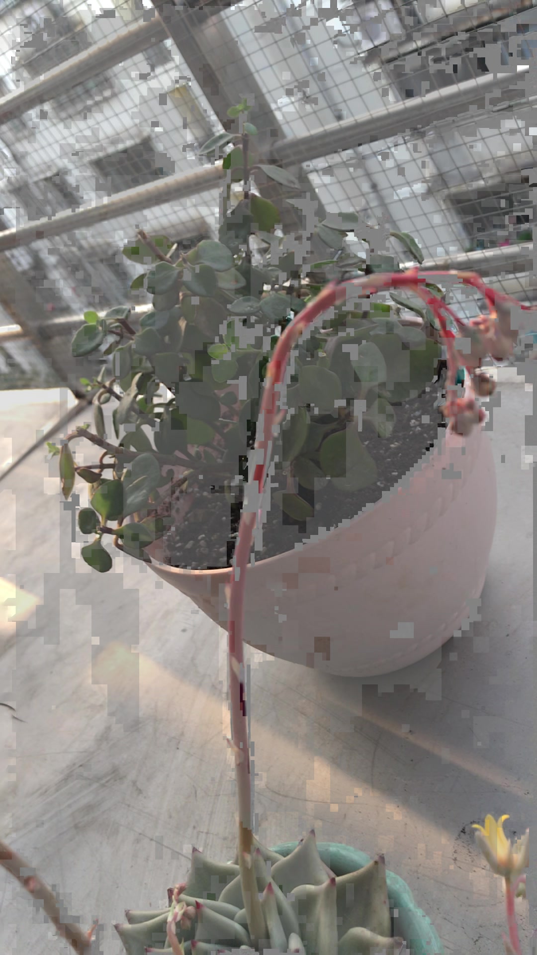 多肉植物花月夜和天狼星一起开花了,它们可以互粉成功吗?