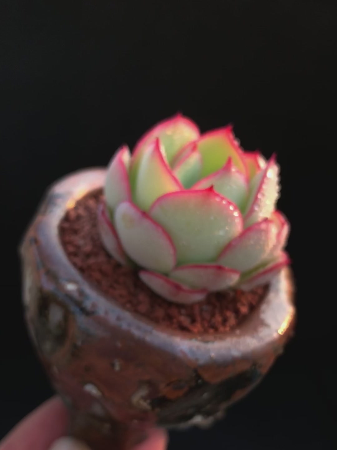 多肉植物 柠檬 红边边