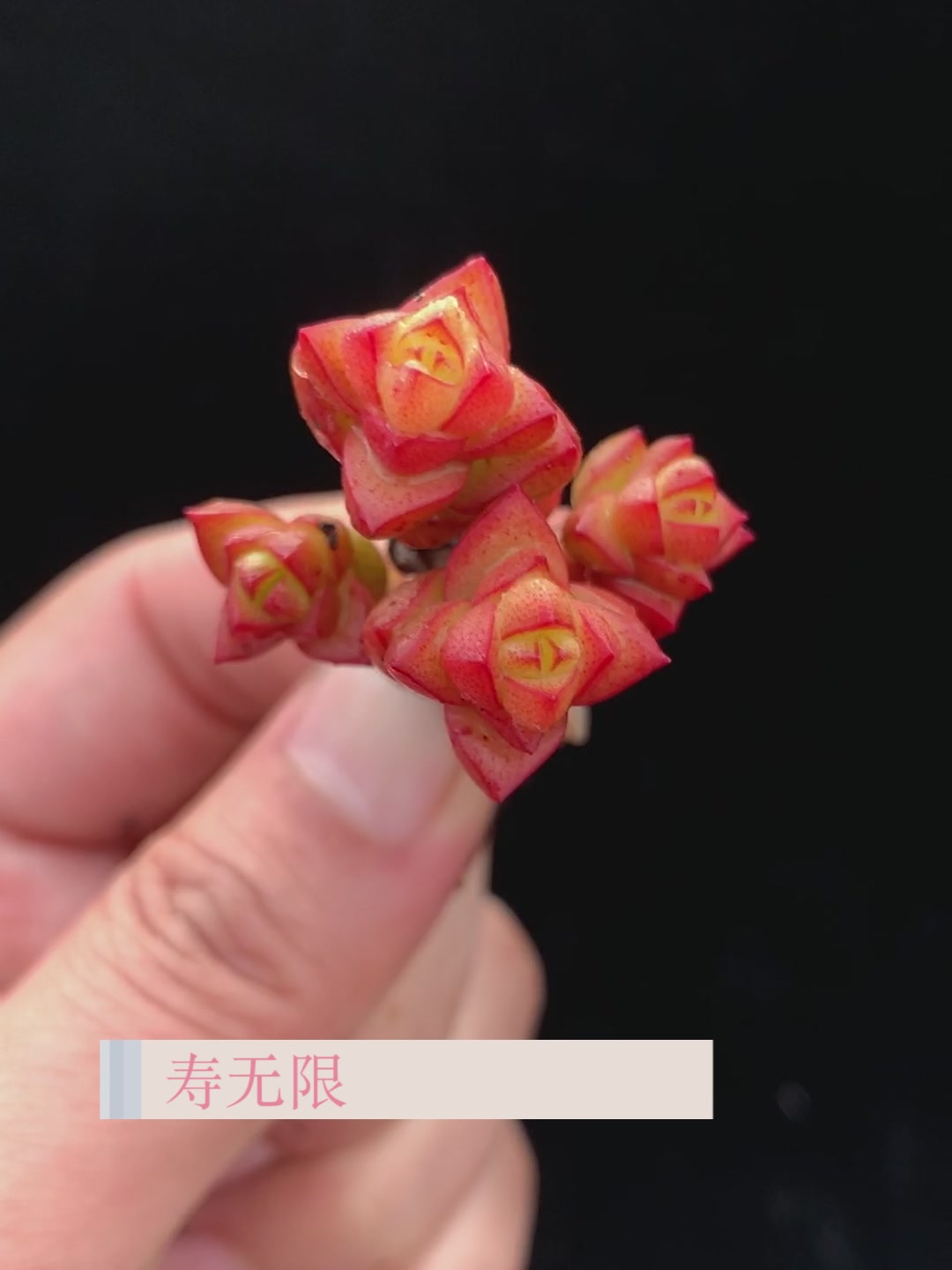 多肉植物 青锁龙属 寿无限