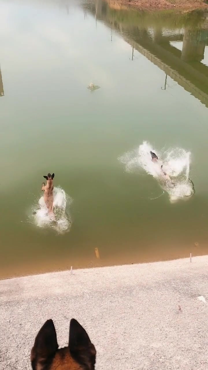 服从性非常好的马犬