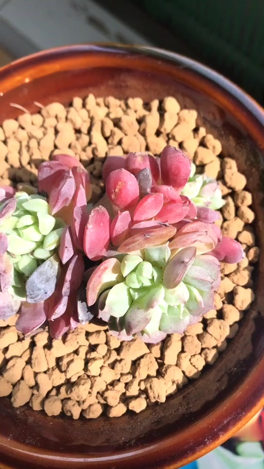 景天科拟石莲花属月影系多肉植物 朱砂痣