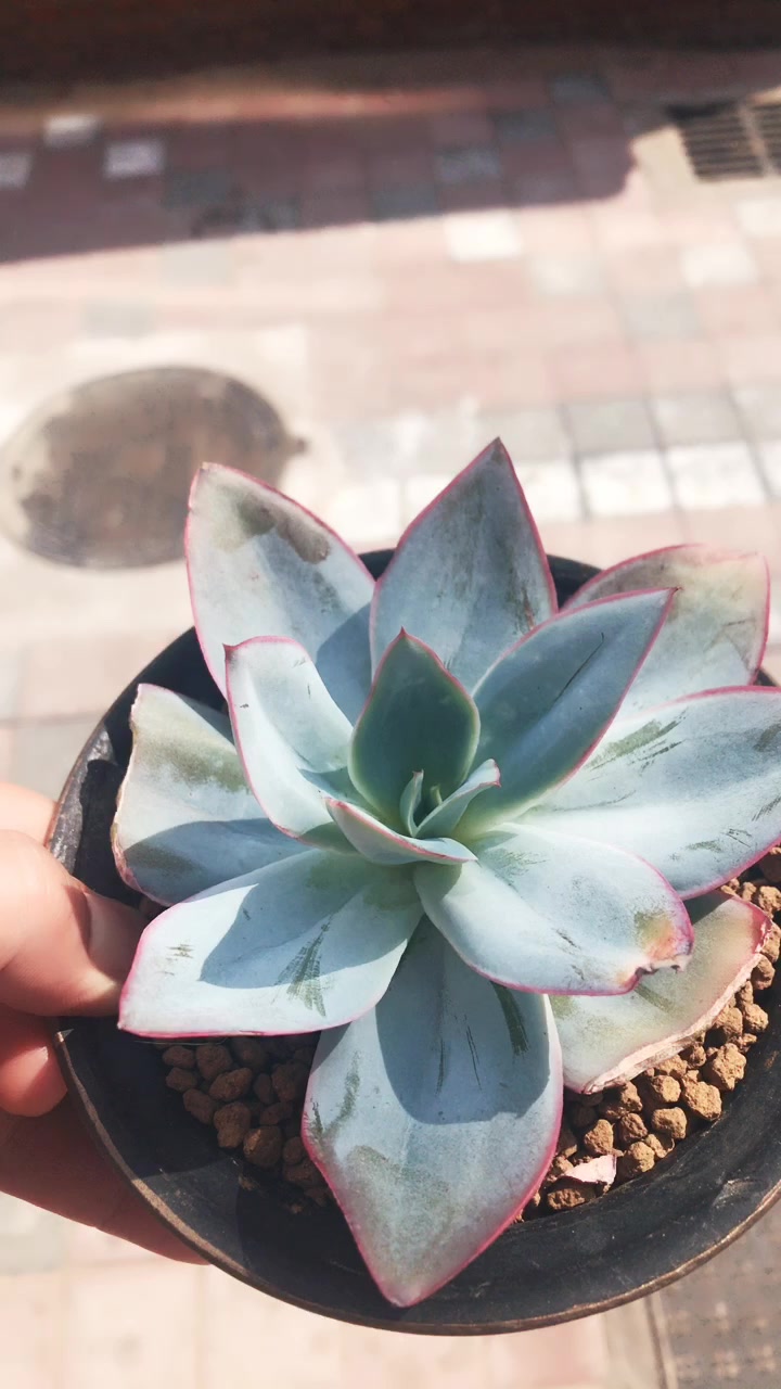 景天科拟石莲花属多肉植物 冰与火