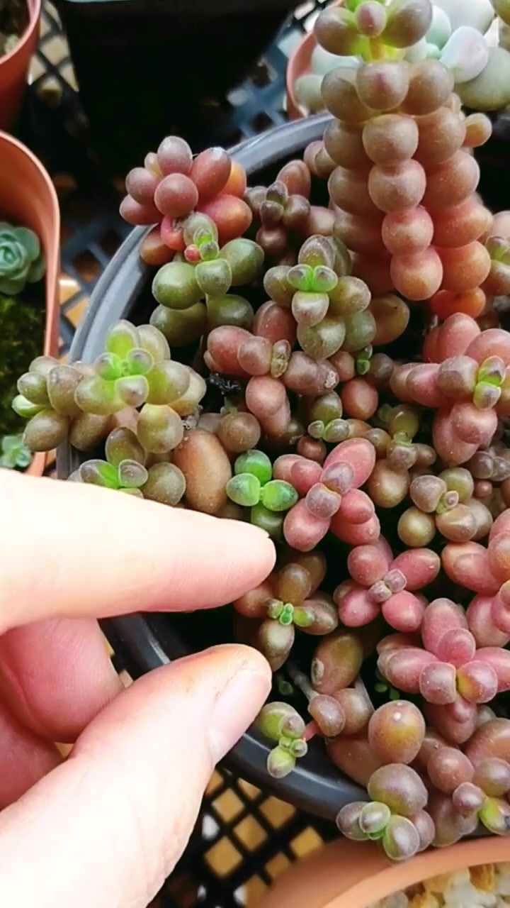 多肉珊瑚珠“生宝宝”,红绿珠子铺满盆!