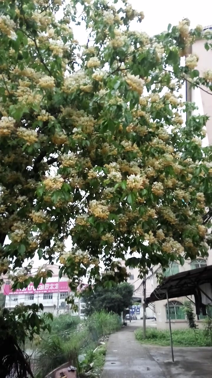 被花香吸引来 不知道这是什么树 什么花