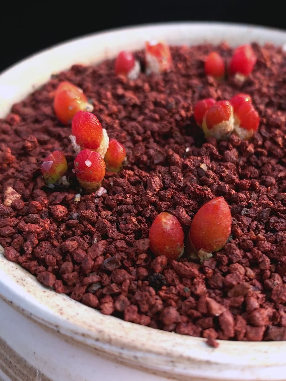 多肉植物 番杏科 胡桃玉