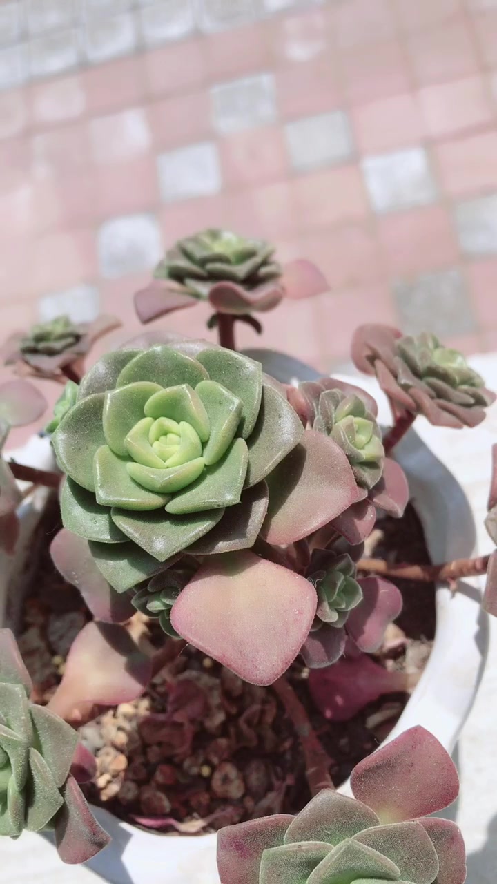 景天科拟石莲花掌属多肉植物 百合丽丽