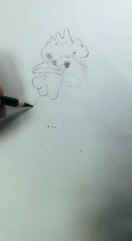 看铅笔素描画公鸡