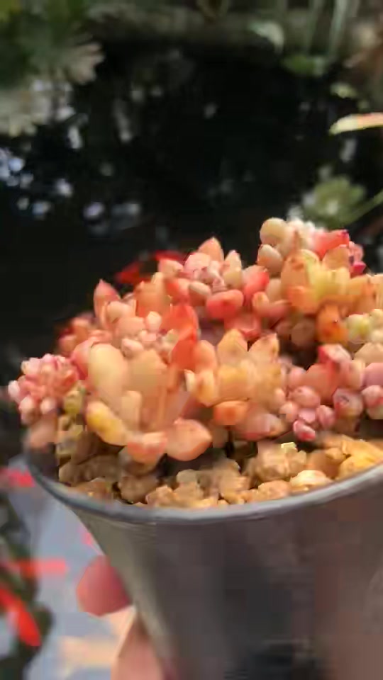 紫梦多肉,像珊瑚一样