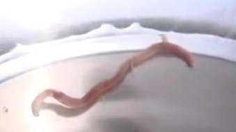 【如皋长青沙知青小区自来水竟然出现红虫子】家住如皋长青沙知青小区410幢的姚老伯,昨天早上