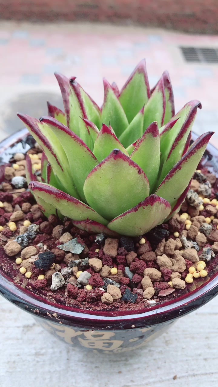 景天科拟石莲花属多肉植物口红也叫魅惑之宵