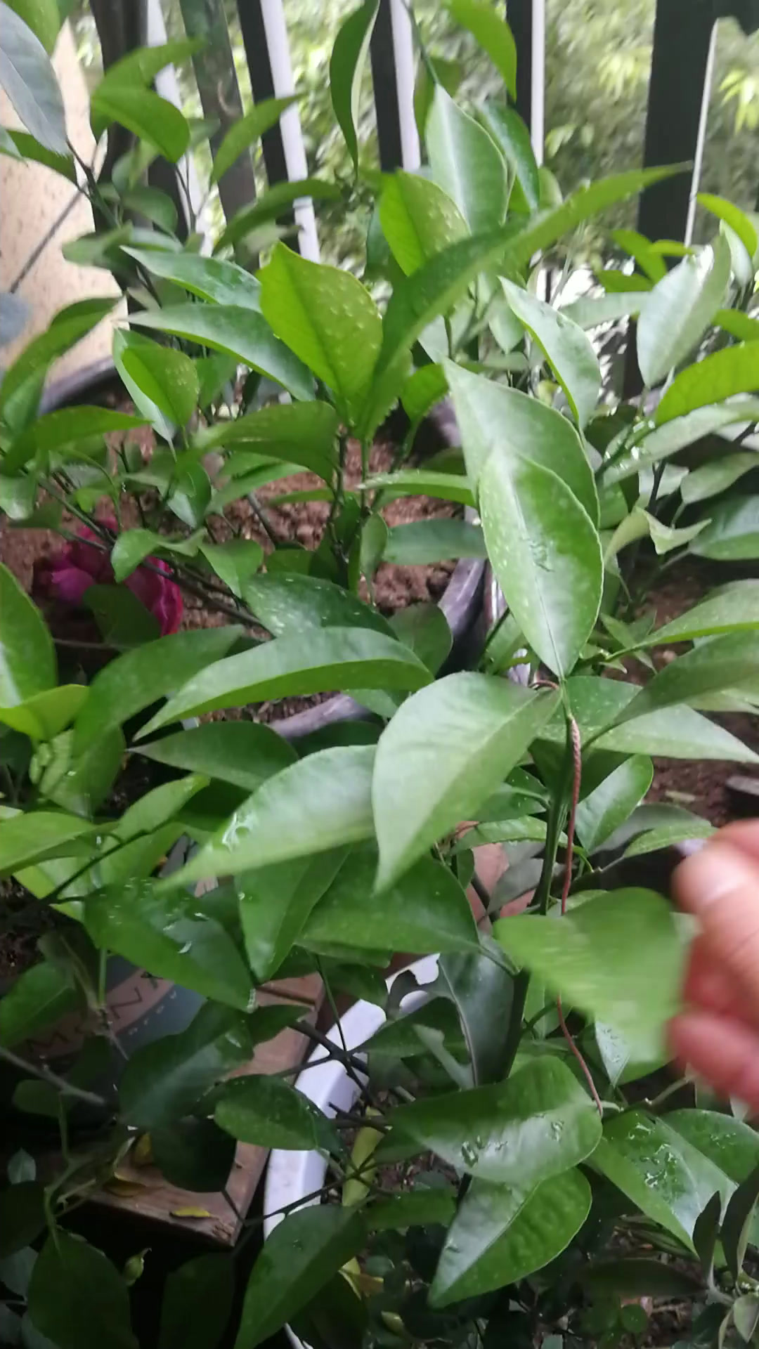 如何在二平方的阳台种满各种蔬菜,还有花和果树?