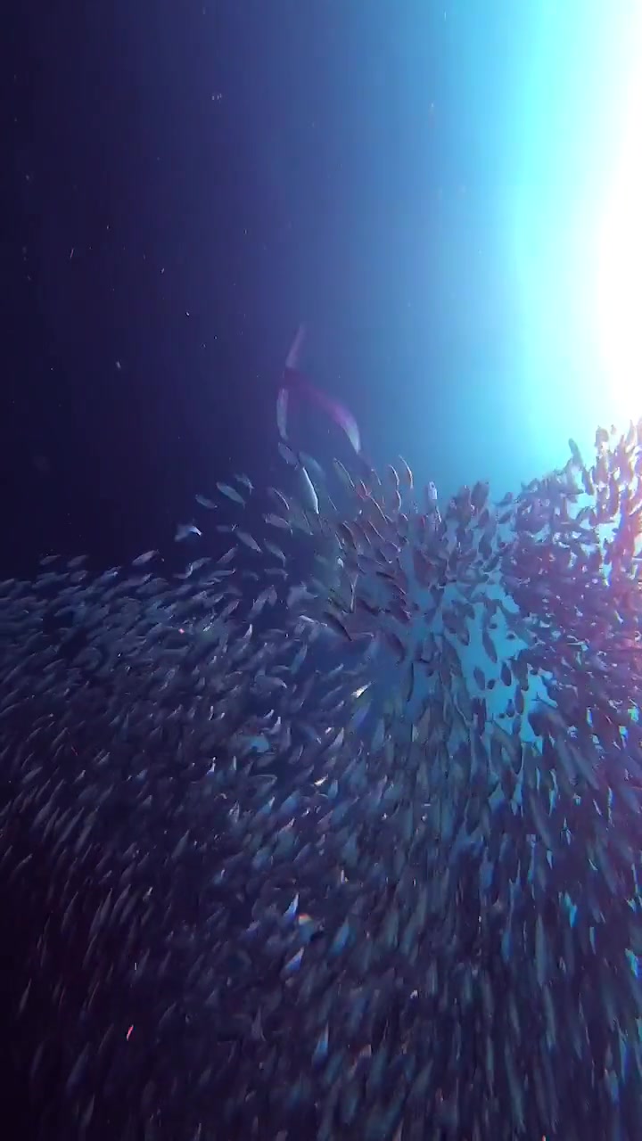 身材很好的美女和鱼儿一起潜泳,画面太美了!