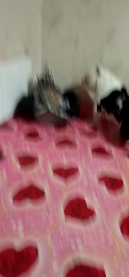 恶霸犬大战花斑鸡,恶霸犬:该从何下嘴,鸡:静静地看着这个傻子