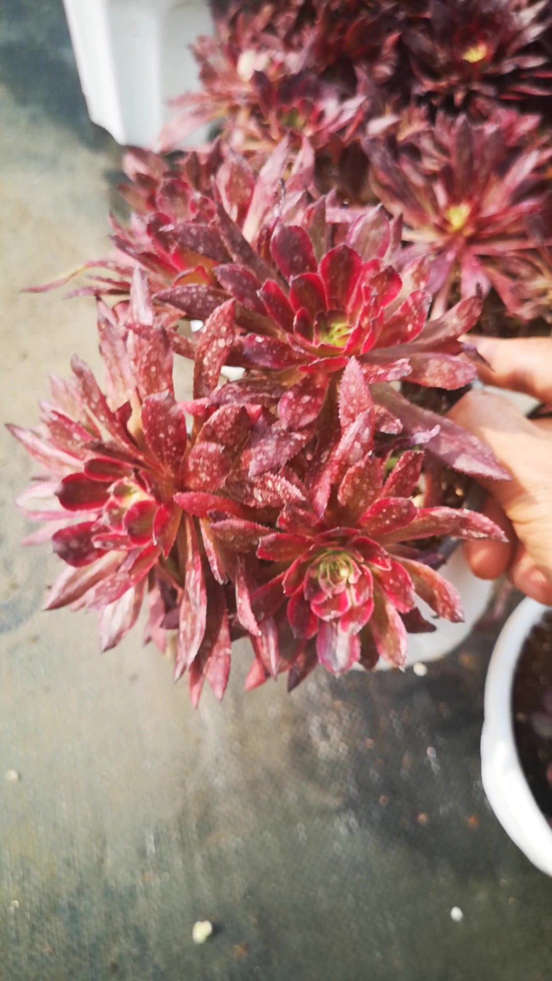 多肉植物法师红覆轮