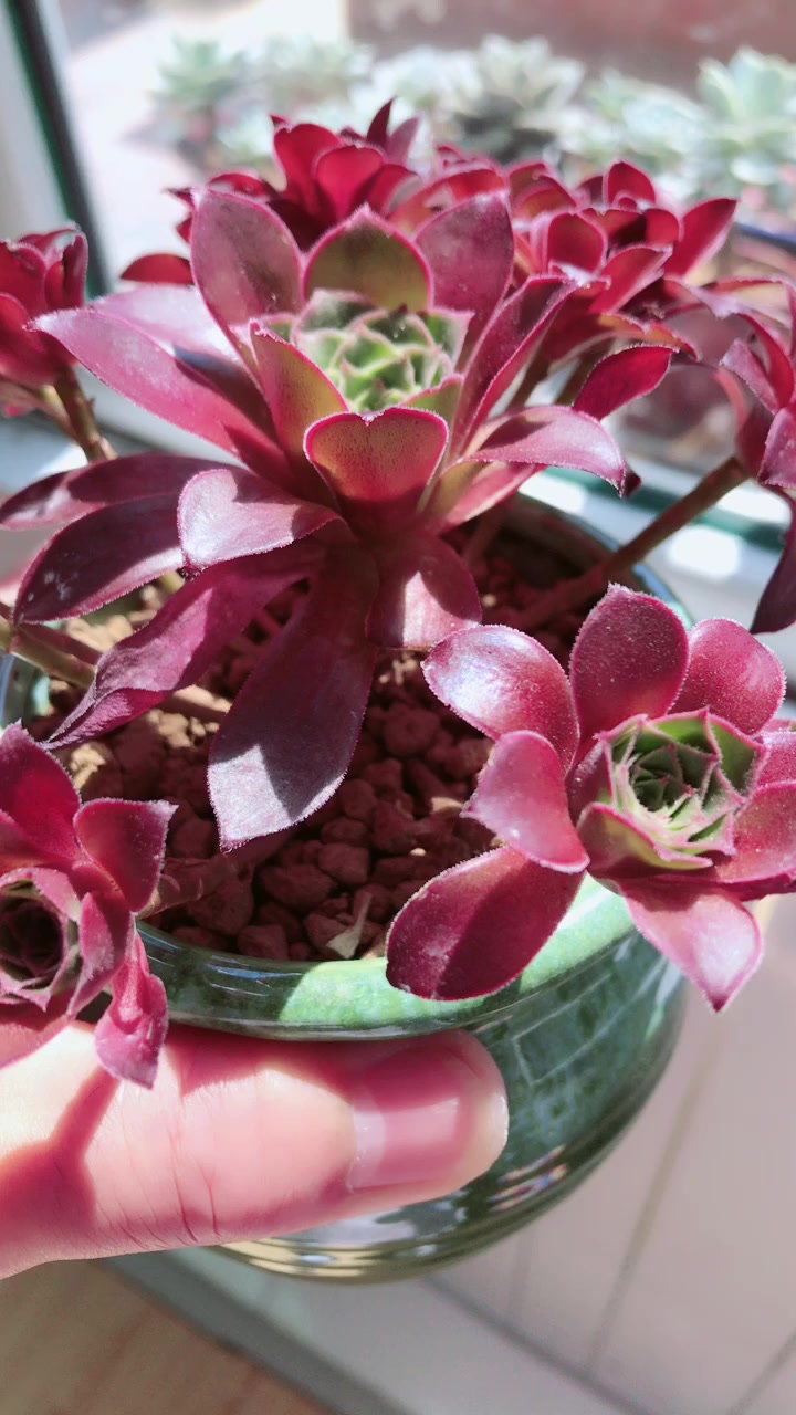 景天科莲花掌属多肉植物火凤凰