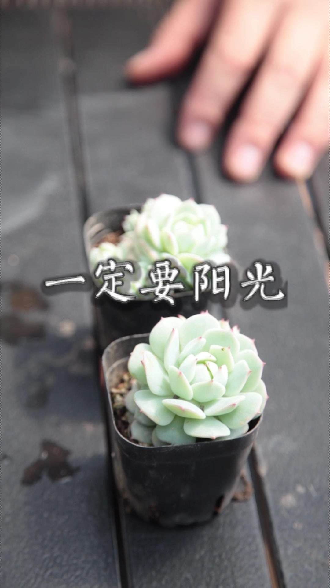 静夜,多肉界出名的暴脾气,没事儿就爆盆