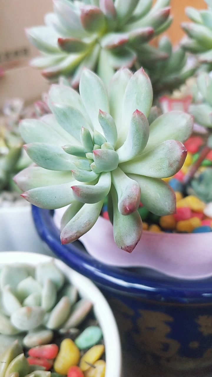 蓝苹果(蓝精灵)穿裙子了怎么办?