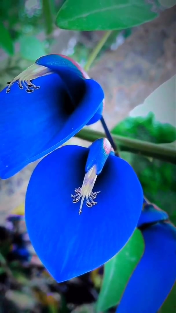 这是什么花,能叫出名字的没几个人!