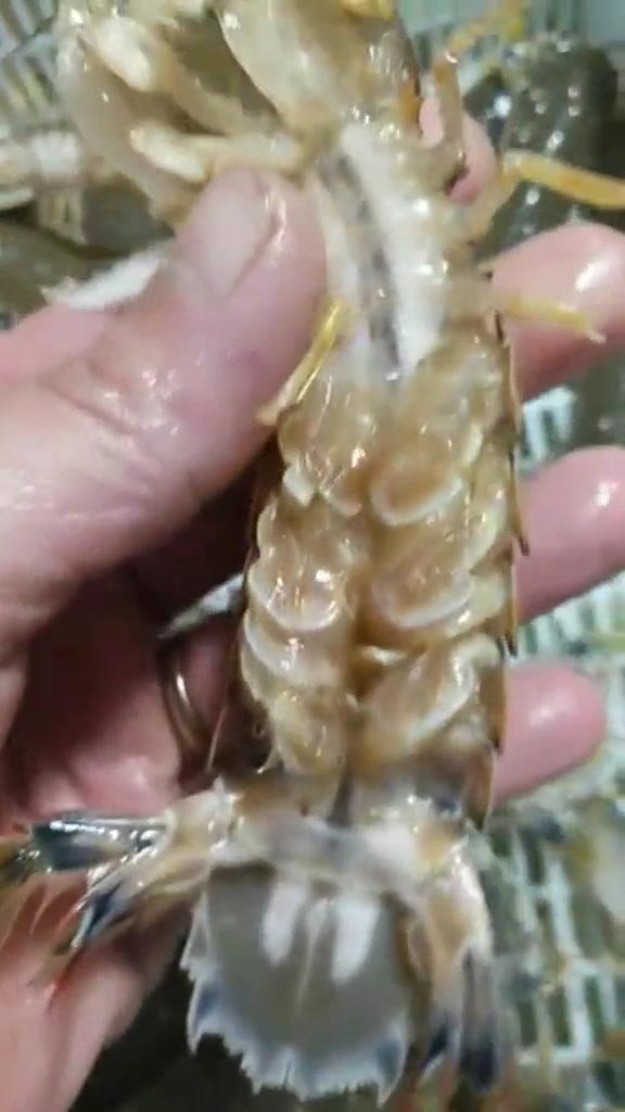 你知道吗?这样的皮皮虾不能吃,看看你买过没有