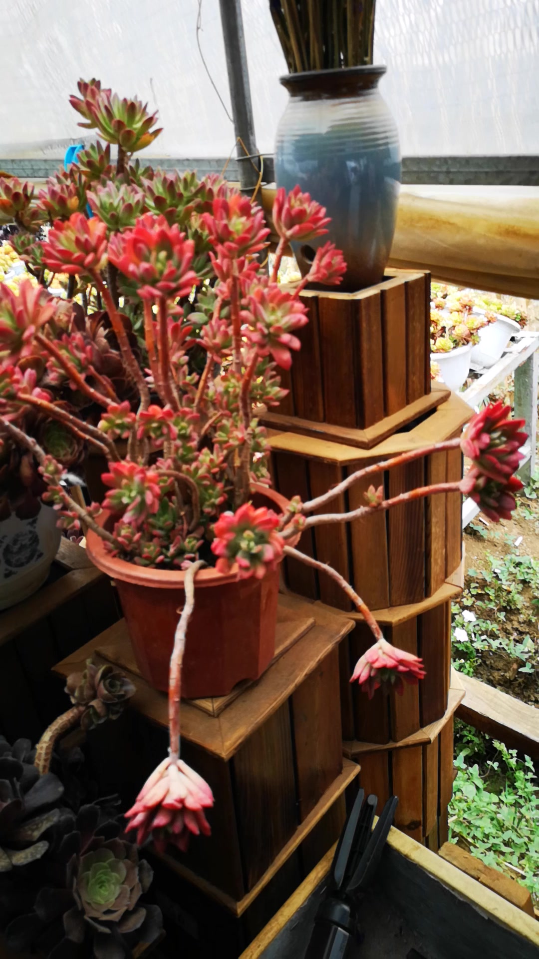 云南多肉植物红稚莲