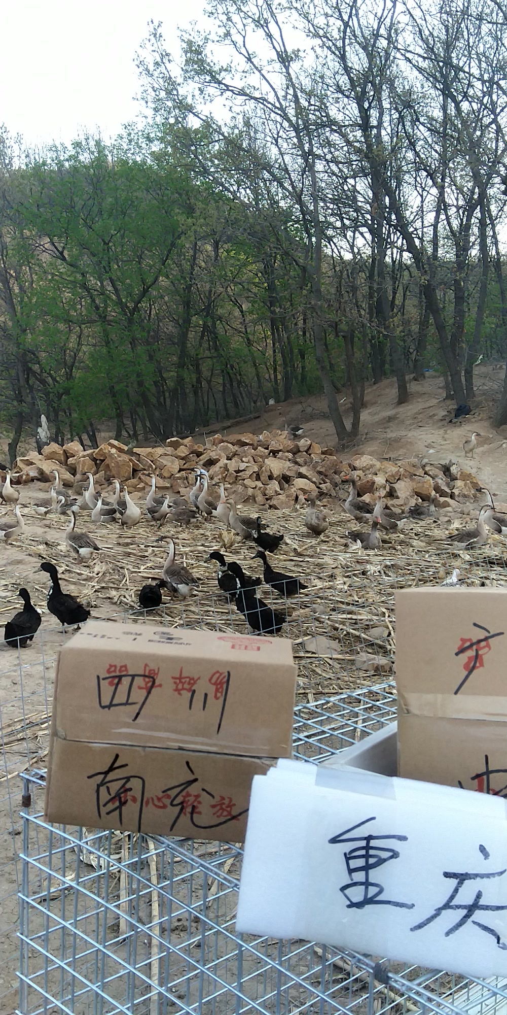 大雁种蛋元宝鸡种蛋