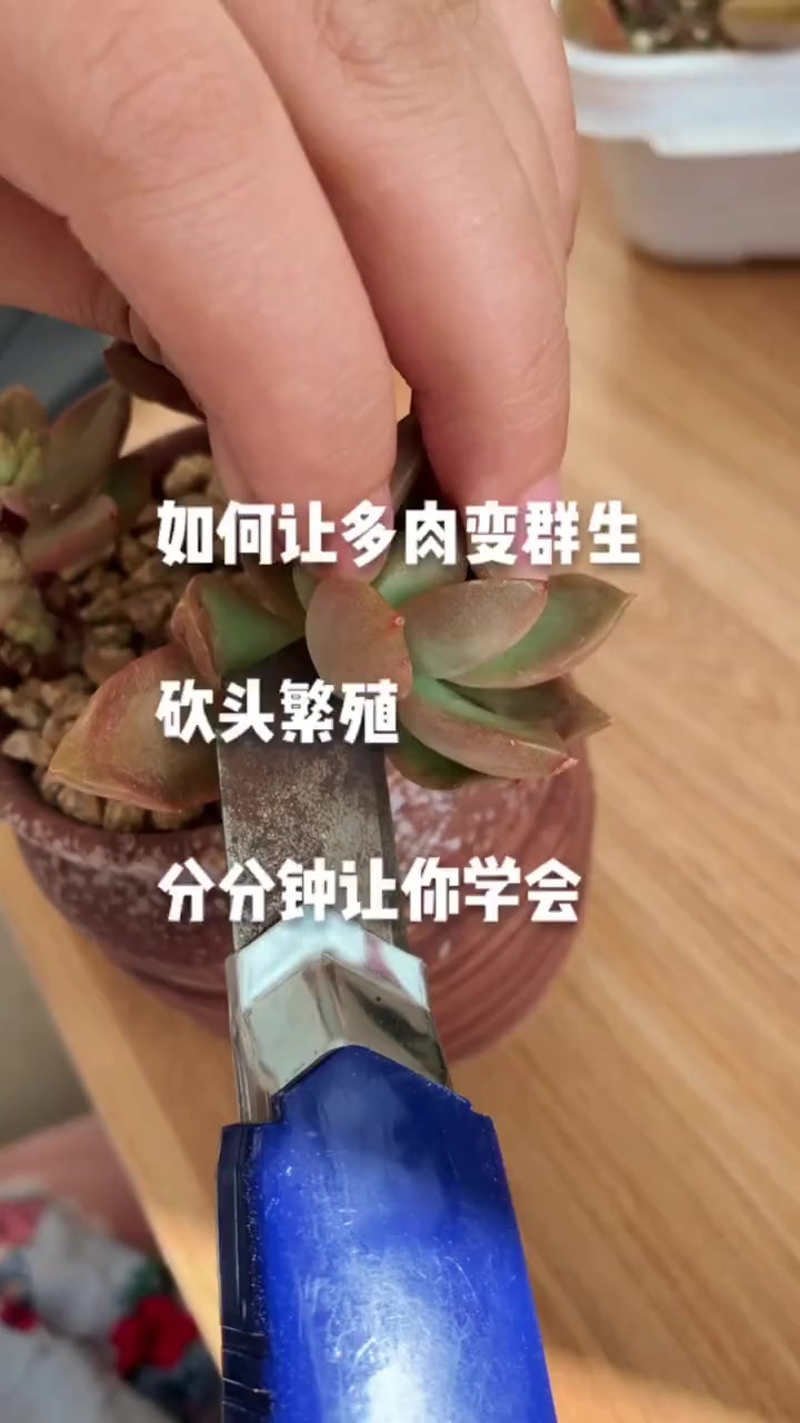 如何让多肉变好看的群生,只需这一步,分分钟学会,一起来学吧!