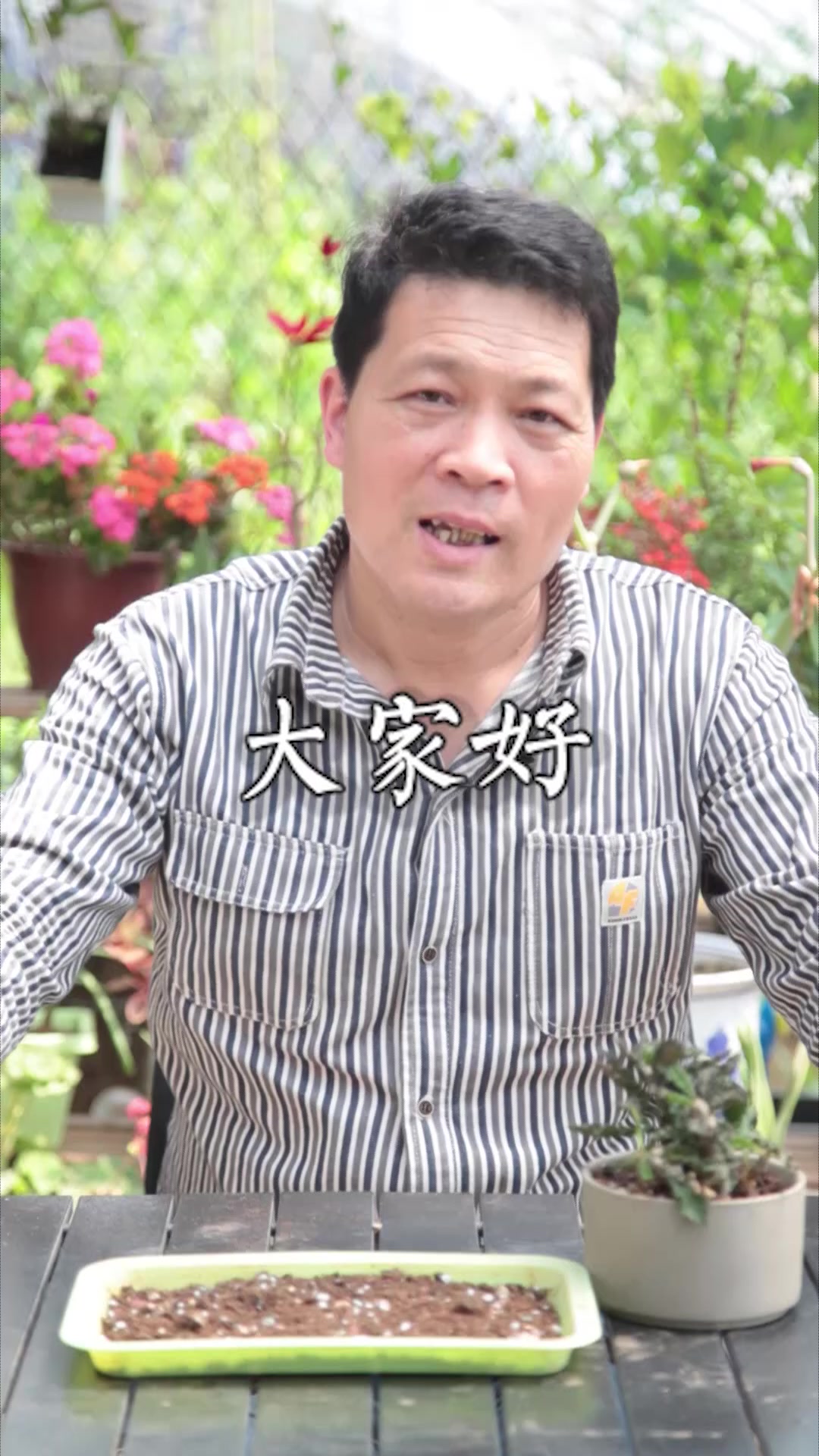 皱叶麒麟,一款比较容易养成盆景的小多肉