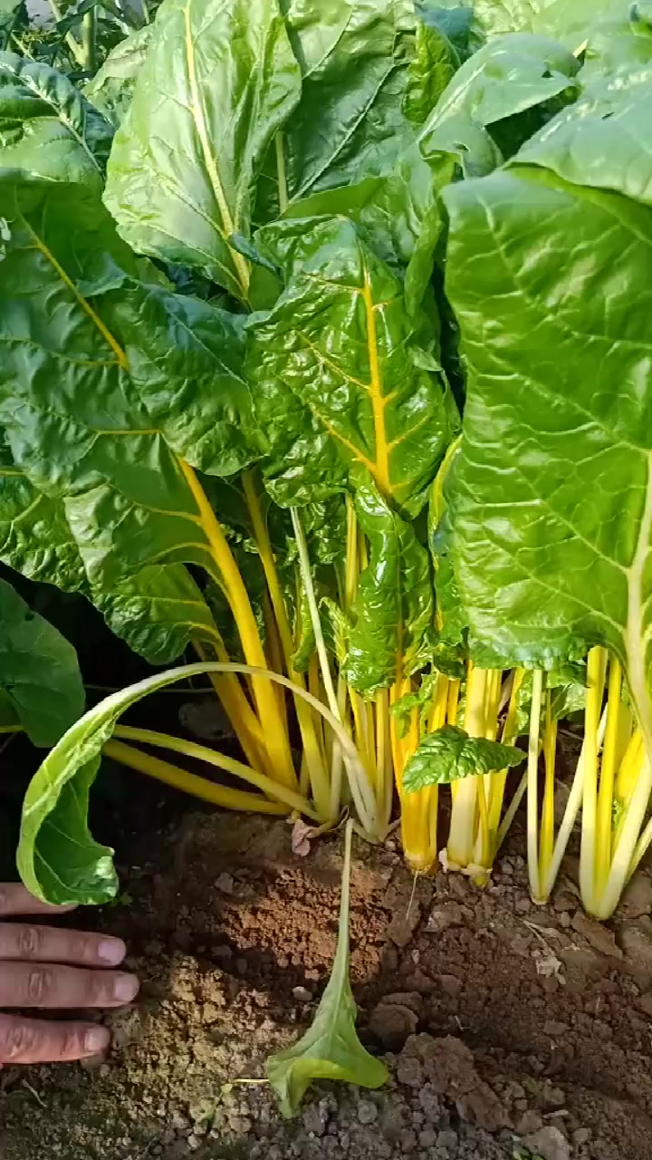 菜农:叶用甜菜,比花还漂亮,又好吃,真是种值了!