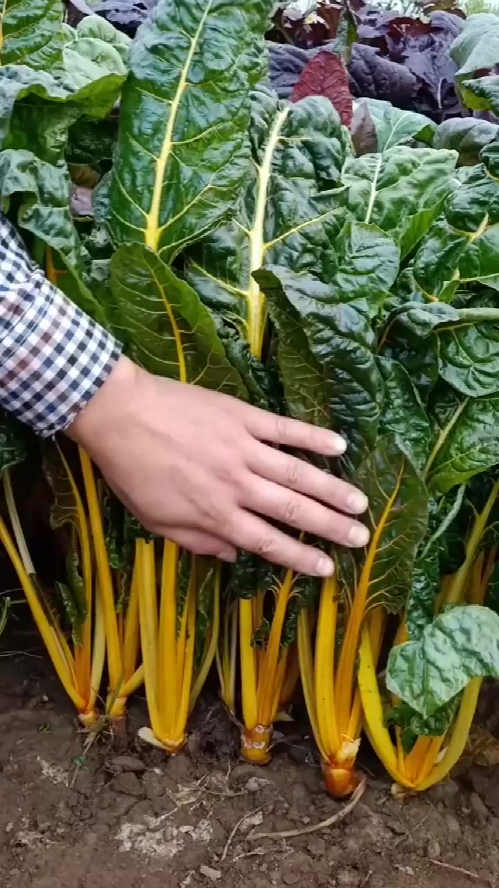 菜农:这种菜自带甜味和咸味,你吃过吗?