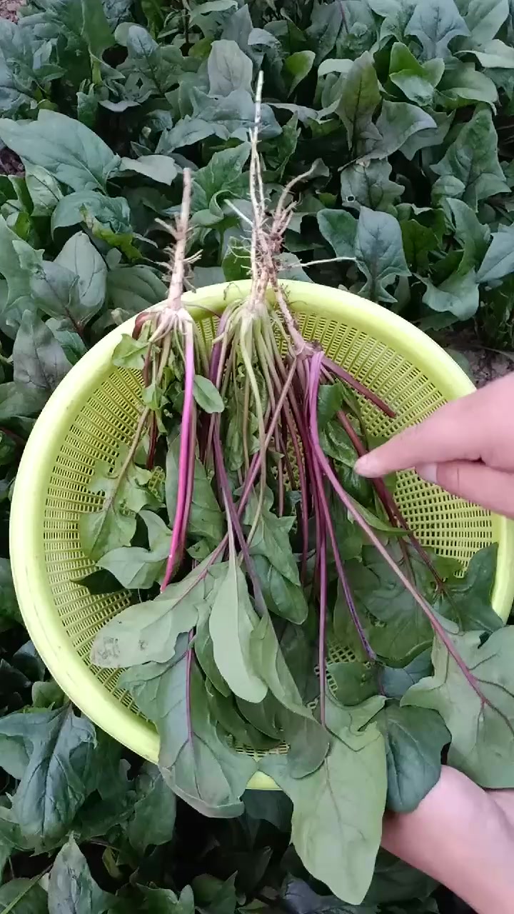 菜农:紫菠菜特别耐寒,还能提高免疫力,秋冬季节种植最好!