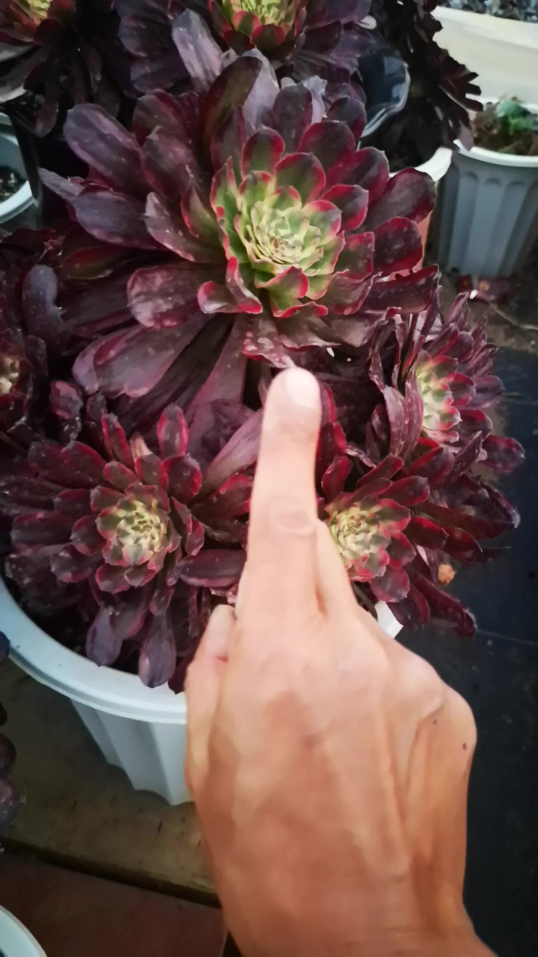 云南多肉植物 法师红覆轮锦