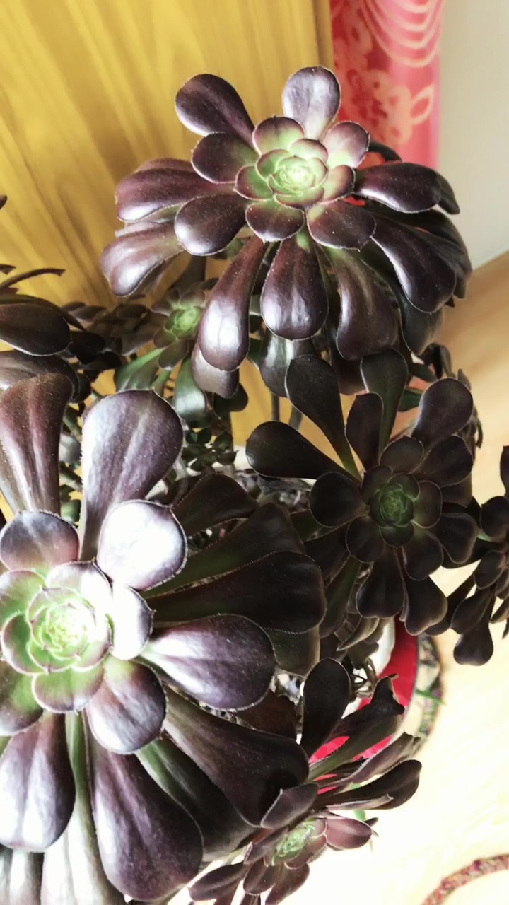 景天科莲花掌属多肉植物 黑圆叶法师