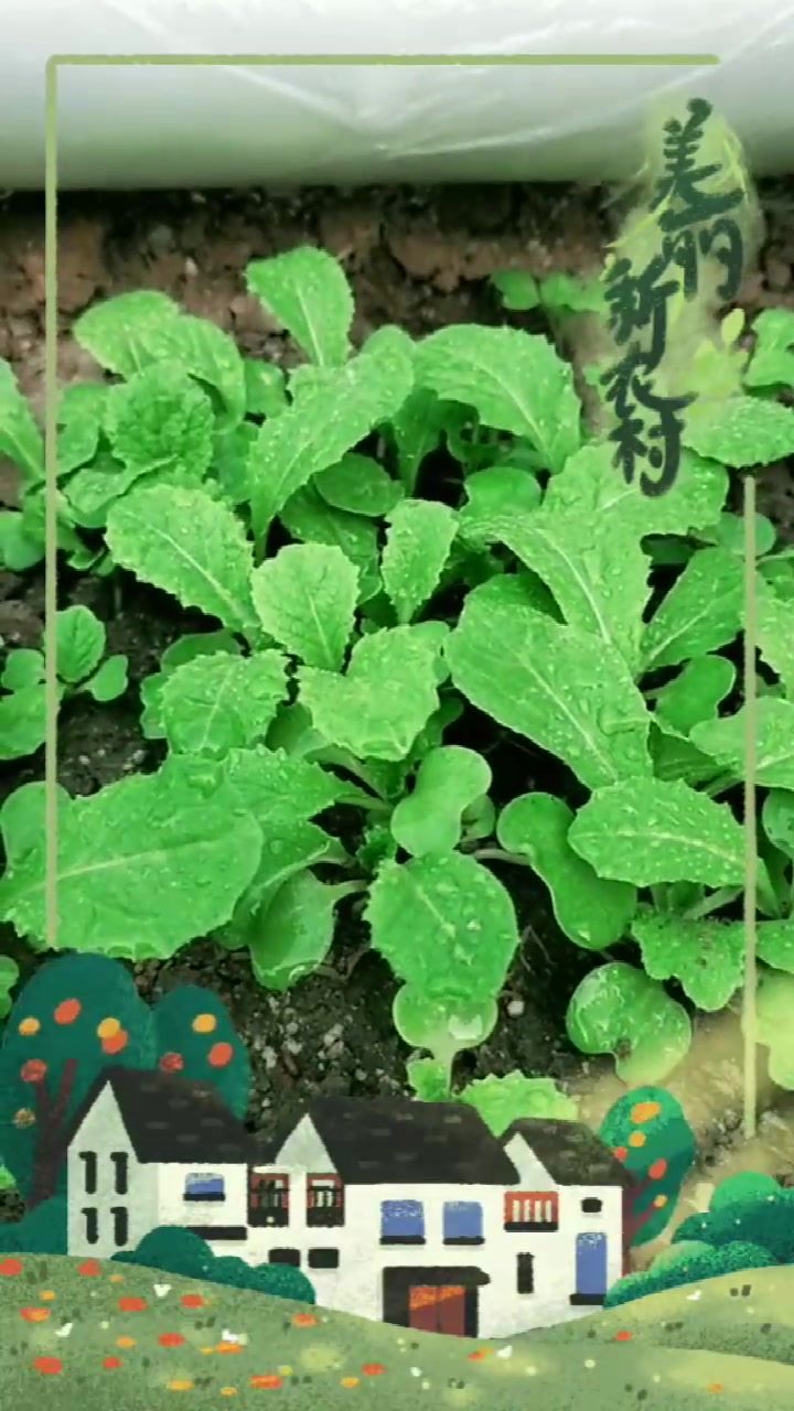 菜农教你简单几步,在阳台种小白菜,播种后两三天就发芽!