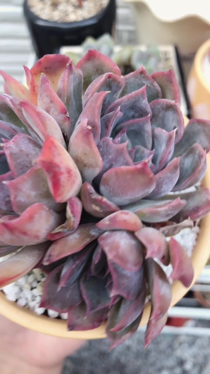 暗冰景天科拟石莲花属中小型多肉植物