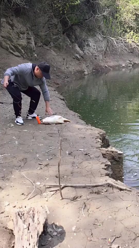 男子在河里钓到野生大鲤鱼,肚子鼓胀得十分大,一看就是怀孕了!