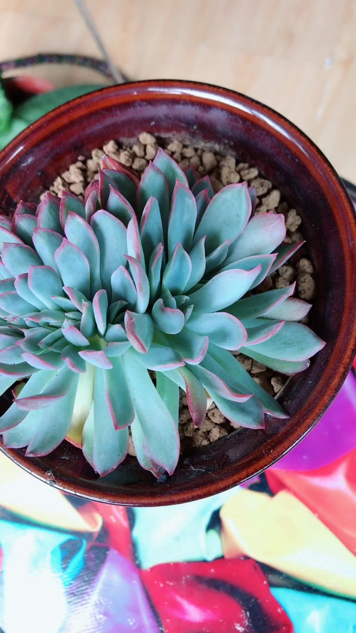 景天科拟石莲花属多肉植物 莎莎女王