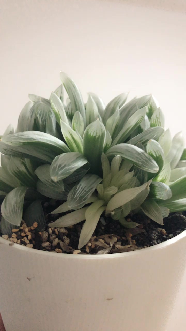 百斑玉露为阿福花科瓦苇属的多肉植物,是玉露的锦斑品种