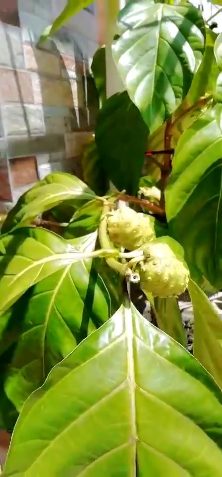 南方独有的一种水果,市场上很少见,吃法也很特别,大家见过吗