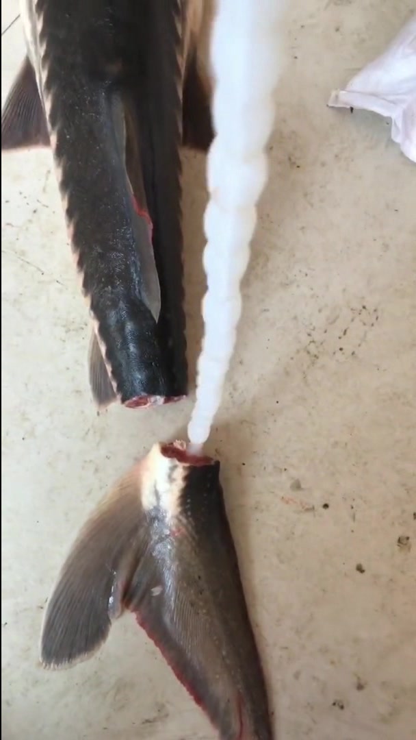 黑龙江鳇鱼筋,一根筋一米多长,这条鱼得多大?