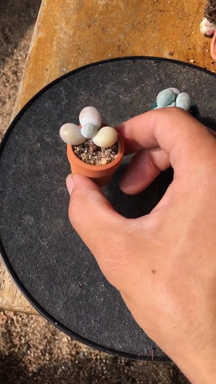 袖珍的小多肉,这么小的桃蛋真是好玩呢,好喜欢!