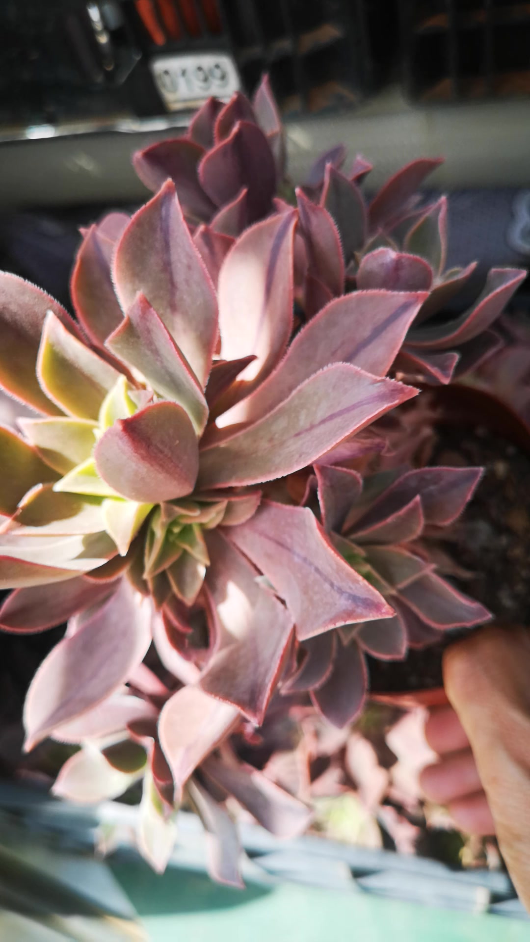 云南多肉植物 红叶法师 众赞曲