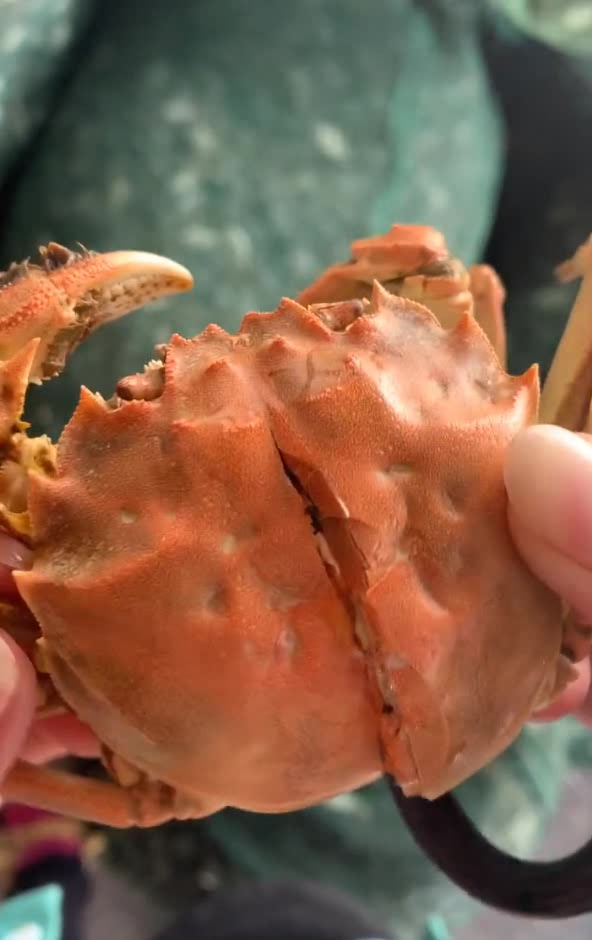 刚蒸好的稻田蟹,剪开后的一幕,看着就很好吃!