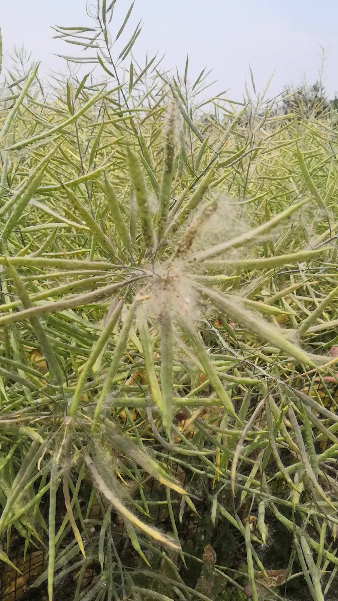 油菜籽可以收了!